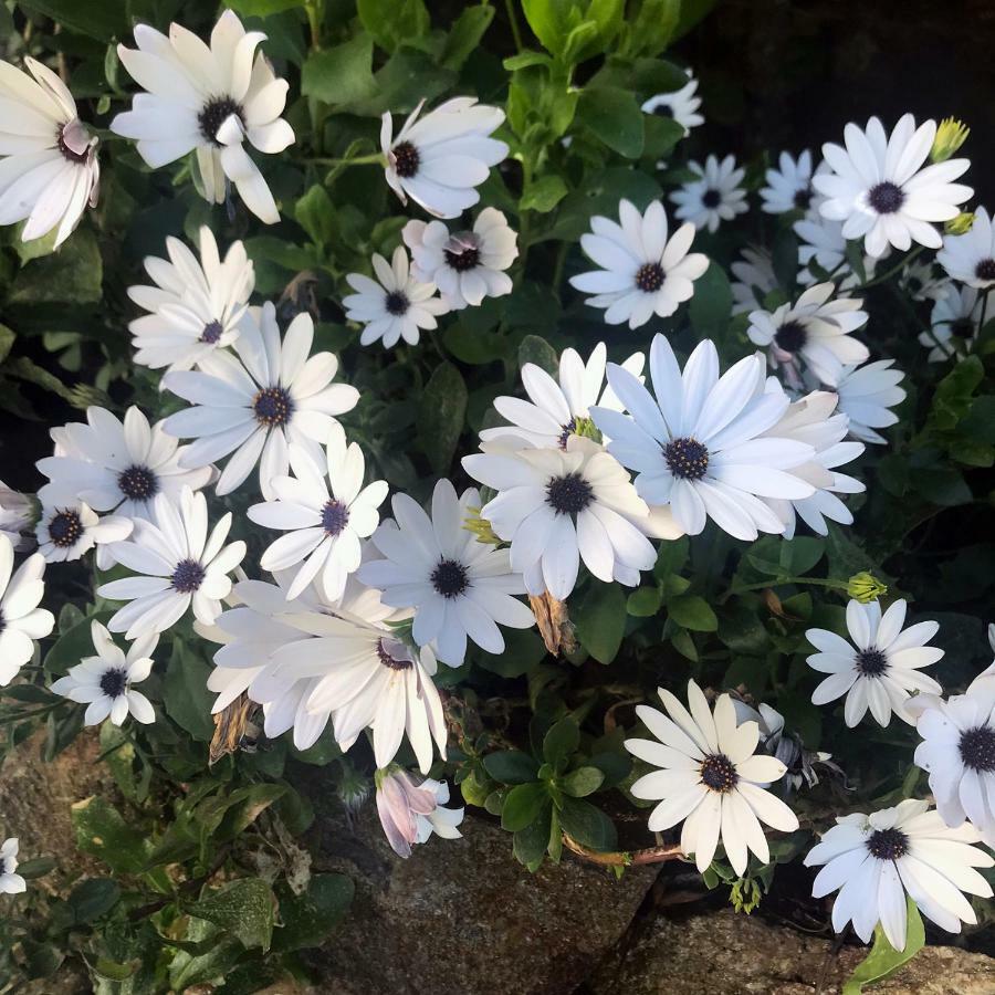 B&B La Tasgia Aggius Dış mekan fotoğraf