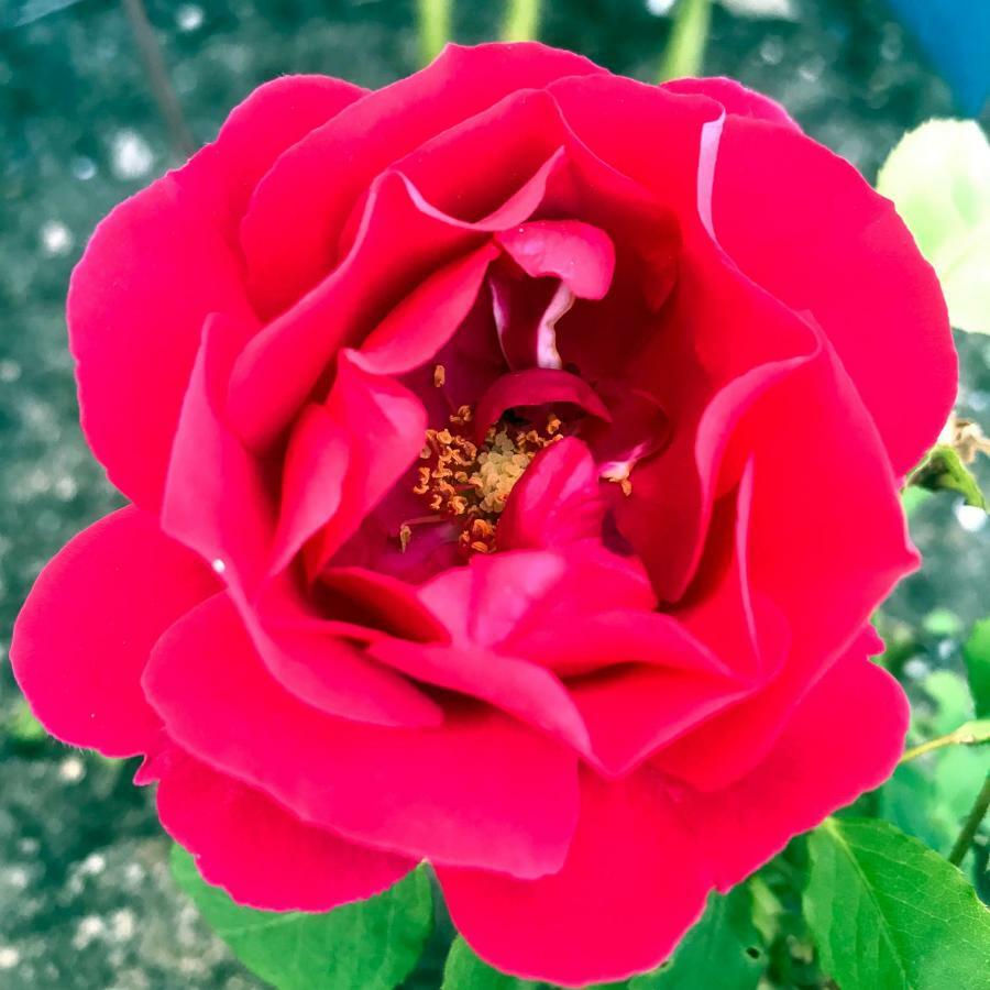 B&B La Tasgia Aggius Dış mekan fotoğraf